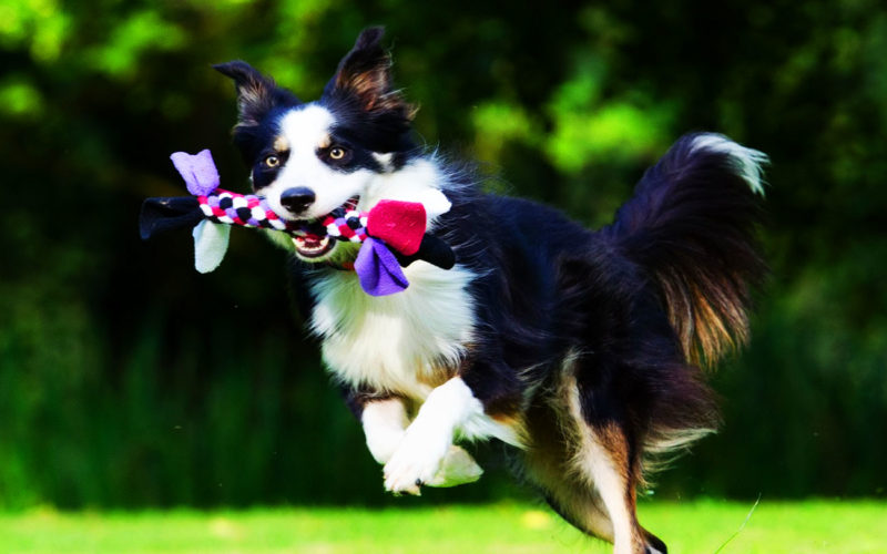 El pelaje de un perro Border collie