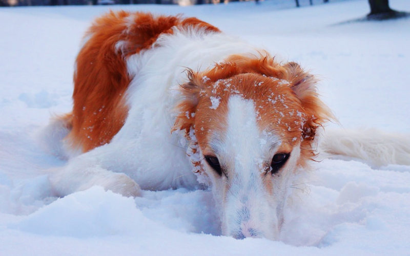 El pelaje de un perro Borzoi