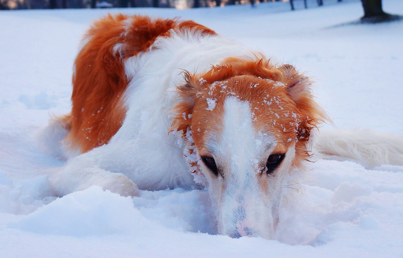 El pelaje de un perro Borzoi