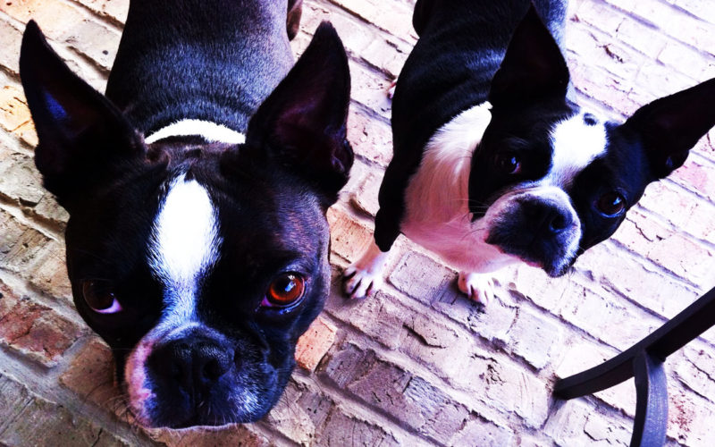 Enfermedades y esperanza de vida de un Boston terrier