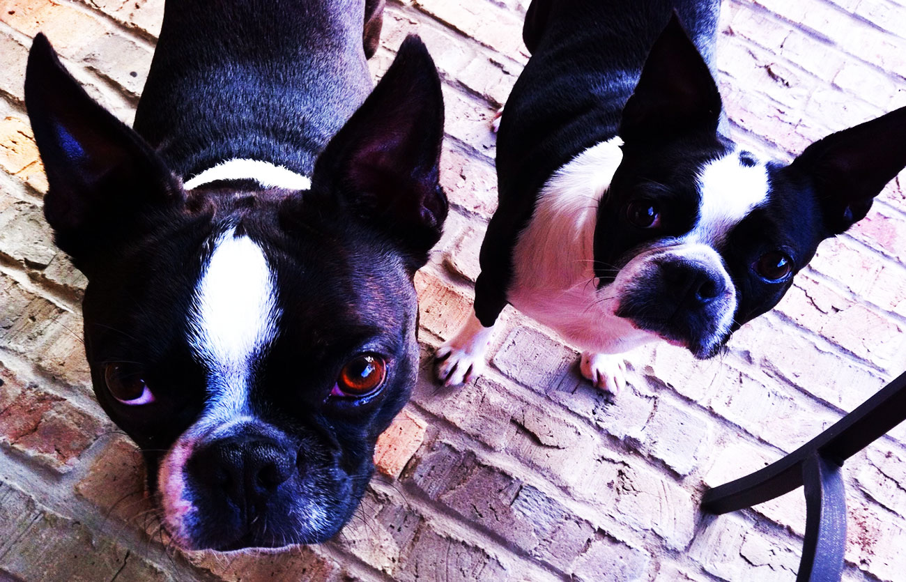 Enfermedades y esperanza de vida de un Boston terrier