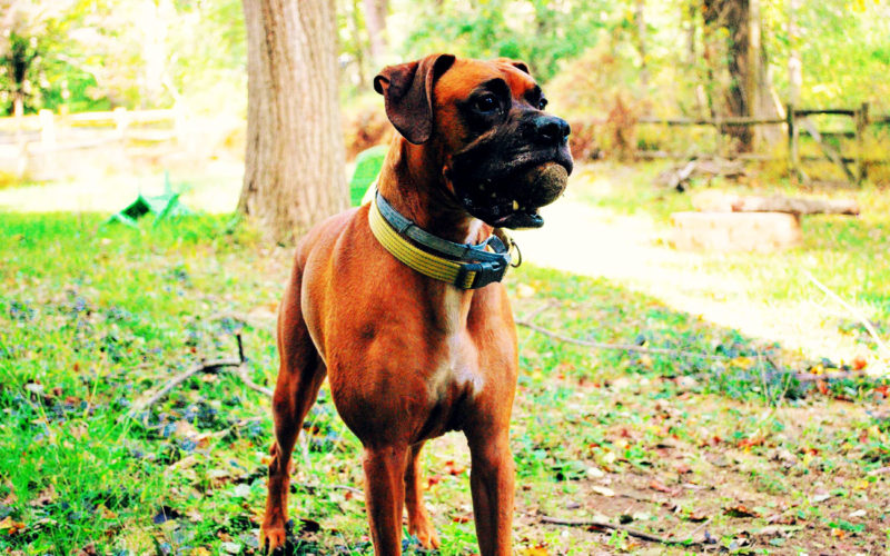 El pelaje de un perro Bóxer