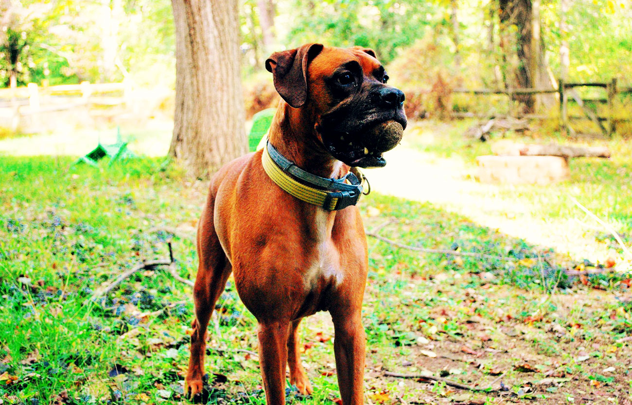 El pelaje de un perro Bóxer