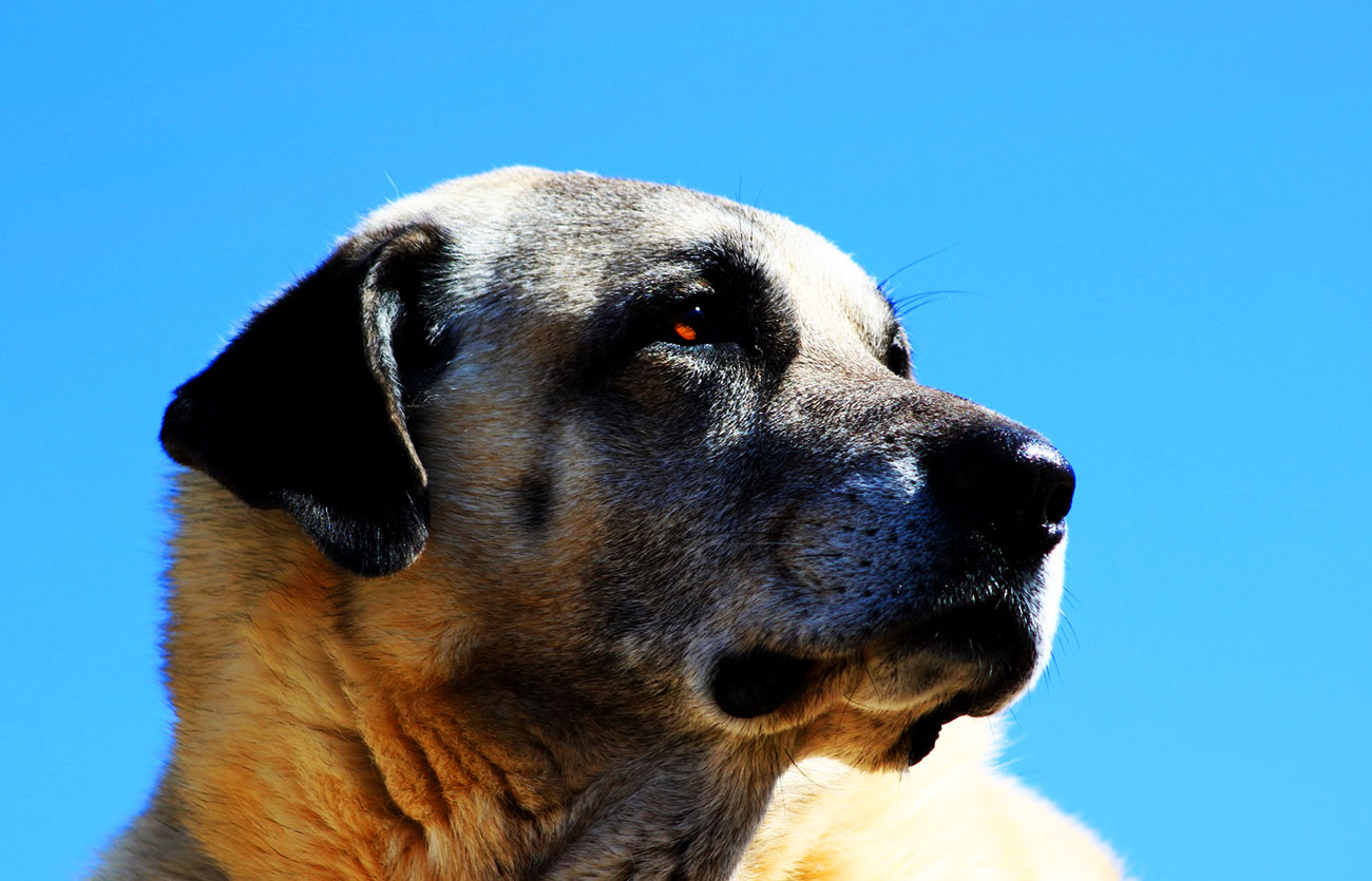 El pelaje de un perro Pastor de Anatolia