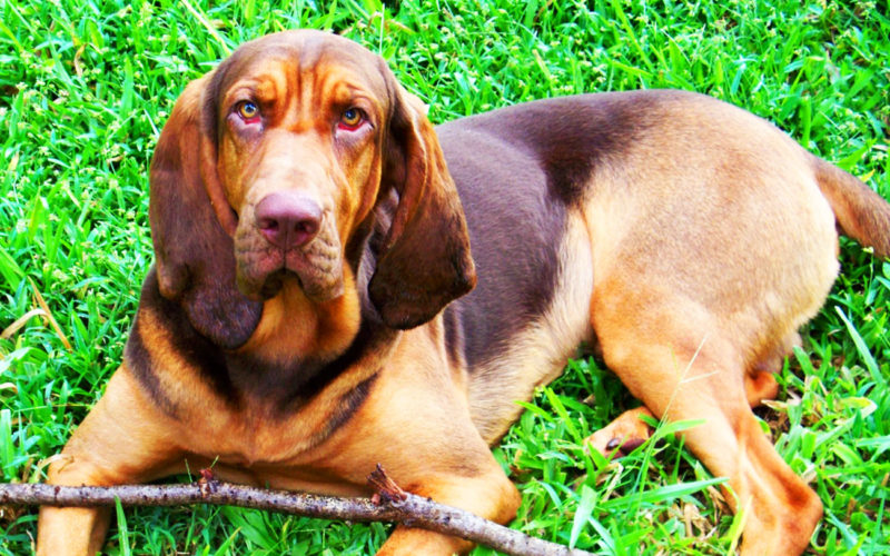 El pelaje de un perro San Huberto