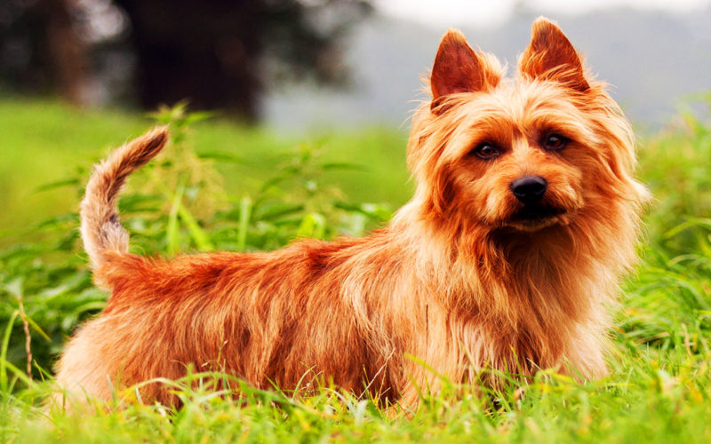 El pelaje de un perro Terrier de Australia