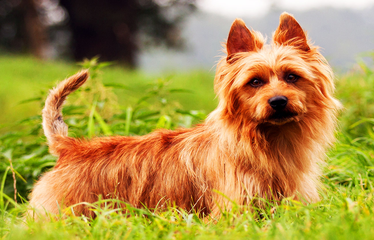 El pelaje de un perro Terrier de Australia