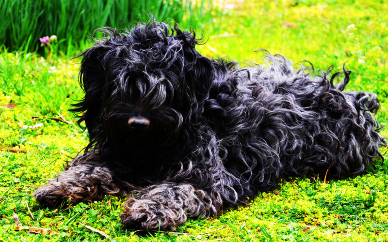 El pelaje de un perro Terrier ruso negro