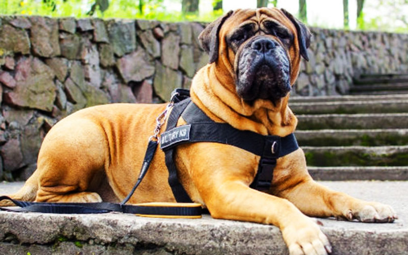 El pelaje de un perro bullmastiff