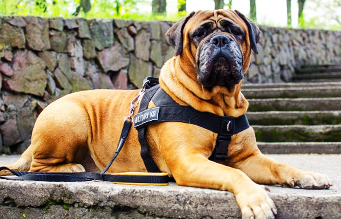 El pelaje de un perro bullmastiff