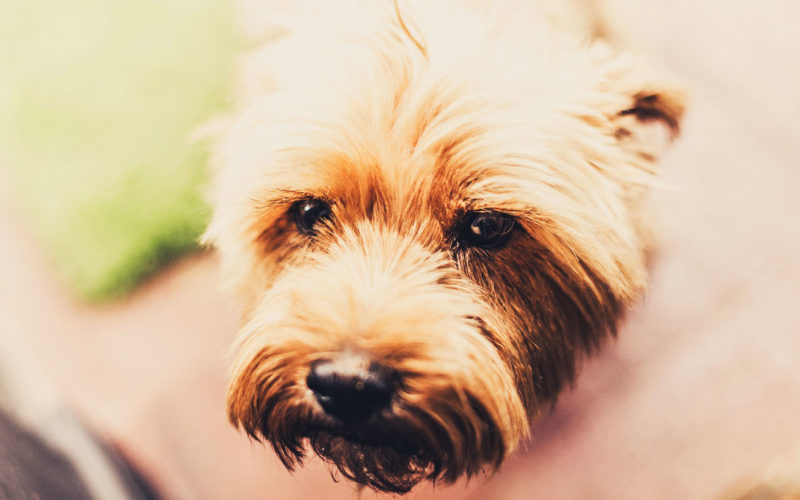 El pelaje de un perro cairn terrier