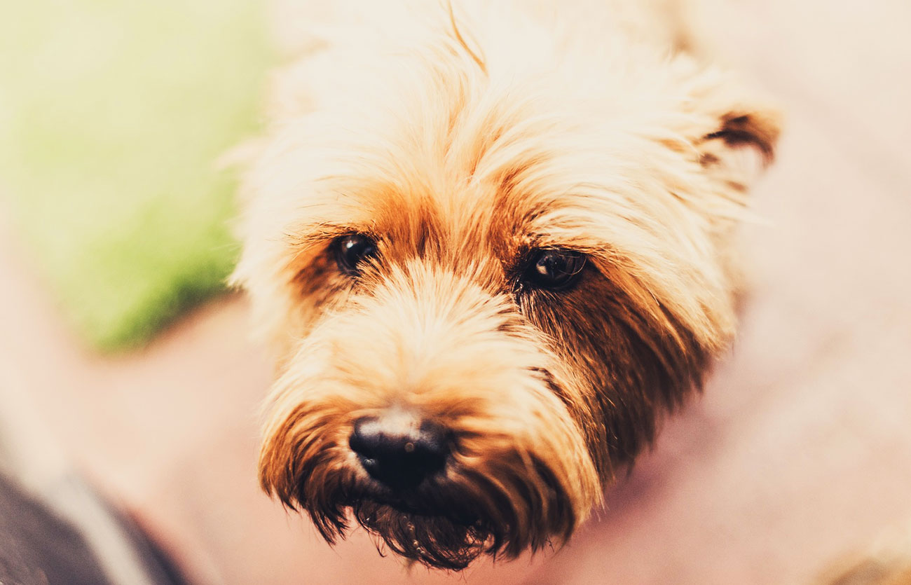 El pelaje de un perro cairn terrier