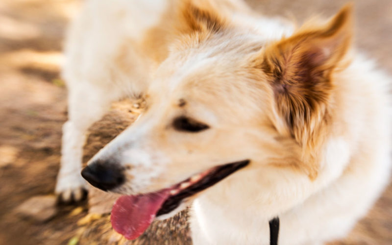 El pelaje de un perro de Canaán