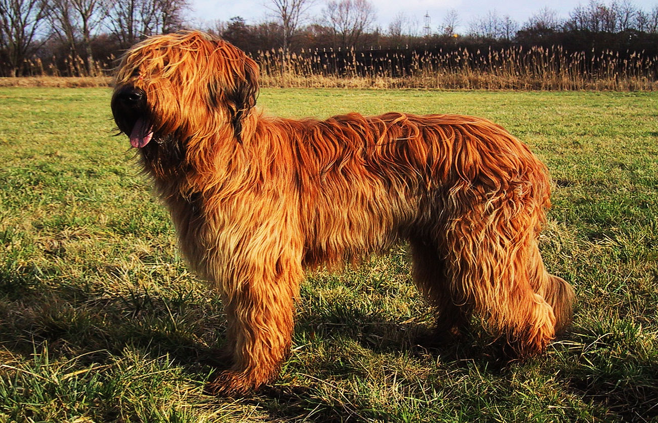 El pelaje de un perro pastor de brie