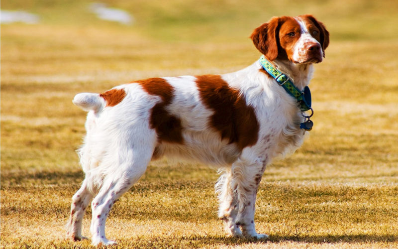 El pelaje de un perro spaniel bretón