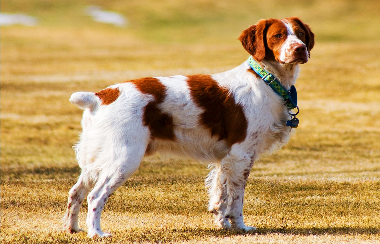 El pelaje de un perro spaniel bretón