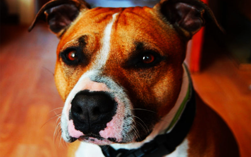 Enfermedades y esperanza de vida de un American Staffordshire terrier