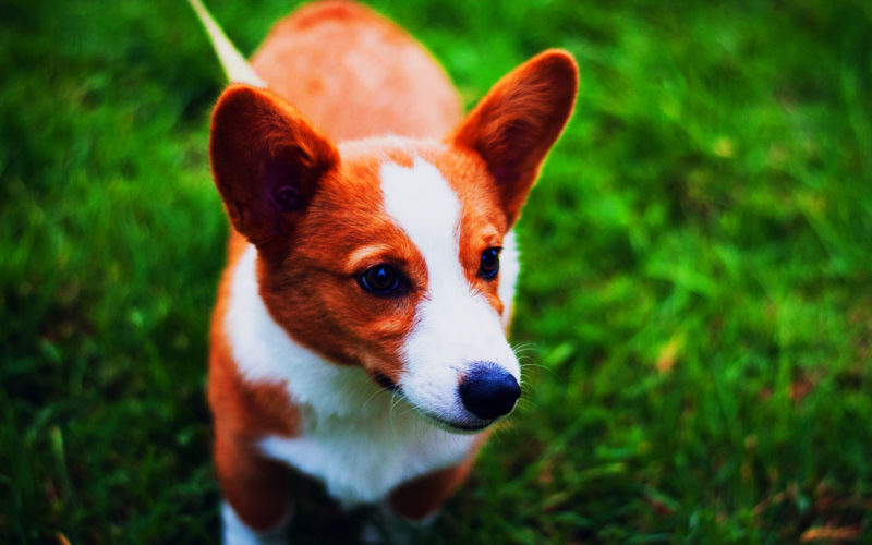 Enfermedades y esperanza de vida de un Basenji