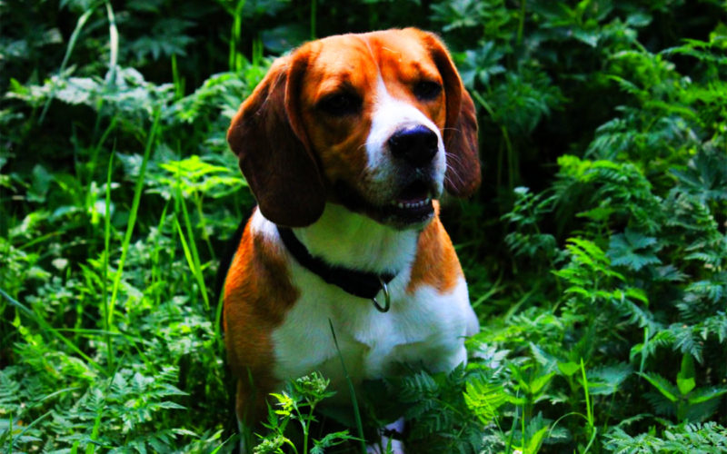 Enfermedades y esperanza de vida de un Beagle