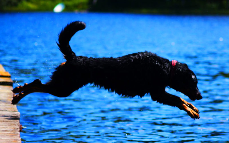 Enfermedades y esperanza de vida de un Beauceron