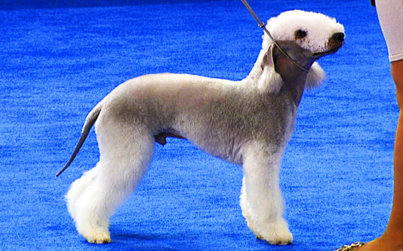 Enfermedades y esperanza de vida de un Bedlington terrier