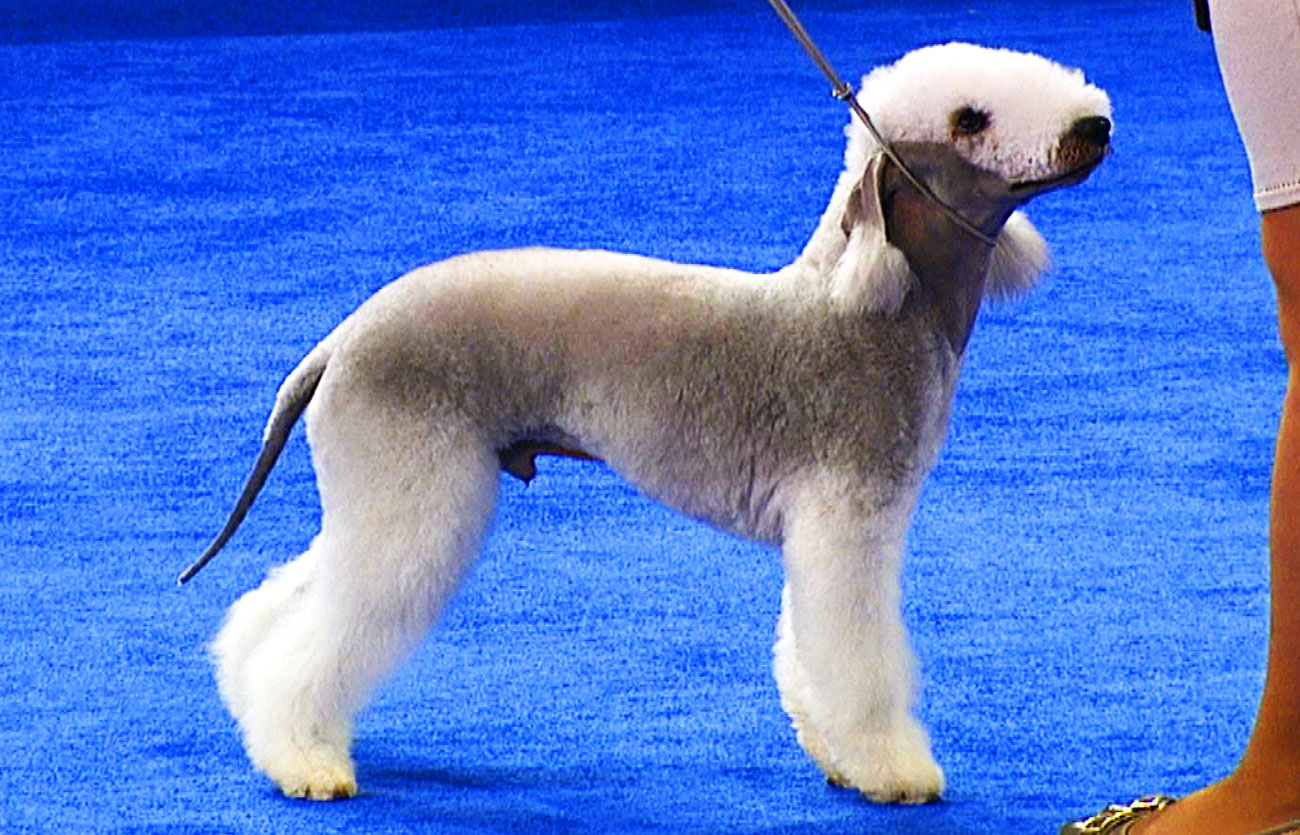 Enfermedades y esperanza de vida de un Bedlington terrier