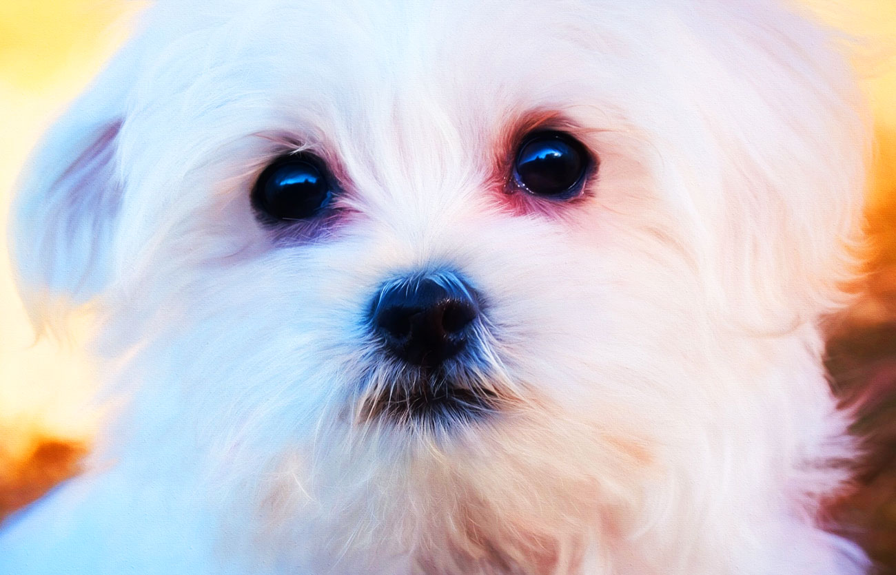 Enfermedades y esperanza de vida de un Bichón frisé