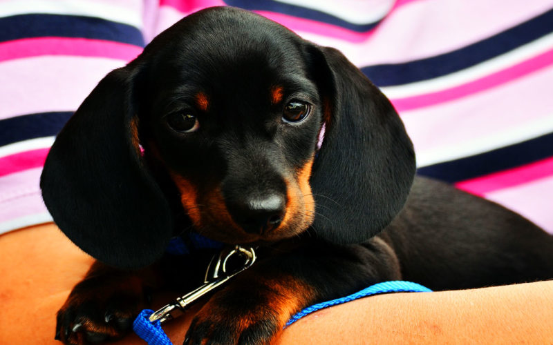 Enfermedades y esperanza de vida de un Black and tan coonhound