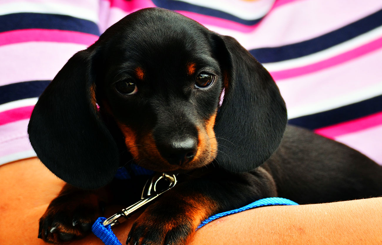 Enfermedades y esperanza de vida de un Black and tan coonhound