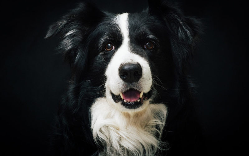 Enfermedades y esperanza de vida de un Border collie