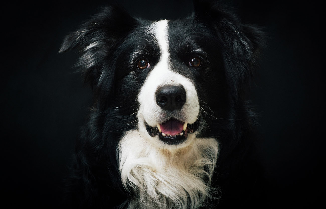 Enfermedades y esperanza de vida de un Border collie