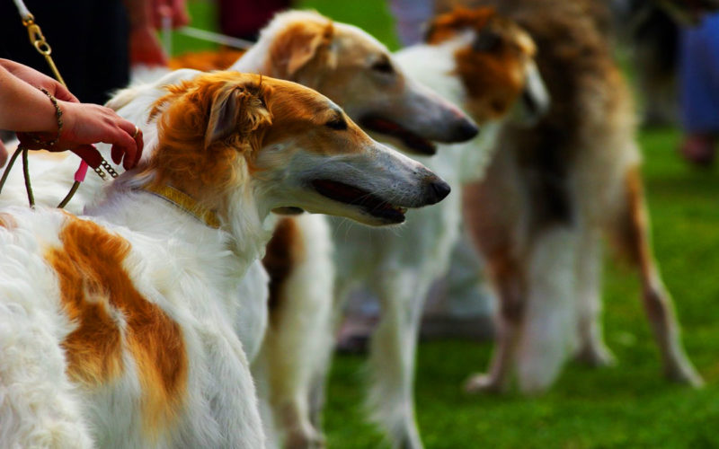 Enfermedades y esperanza de vida de un Borzoi