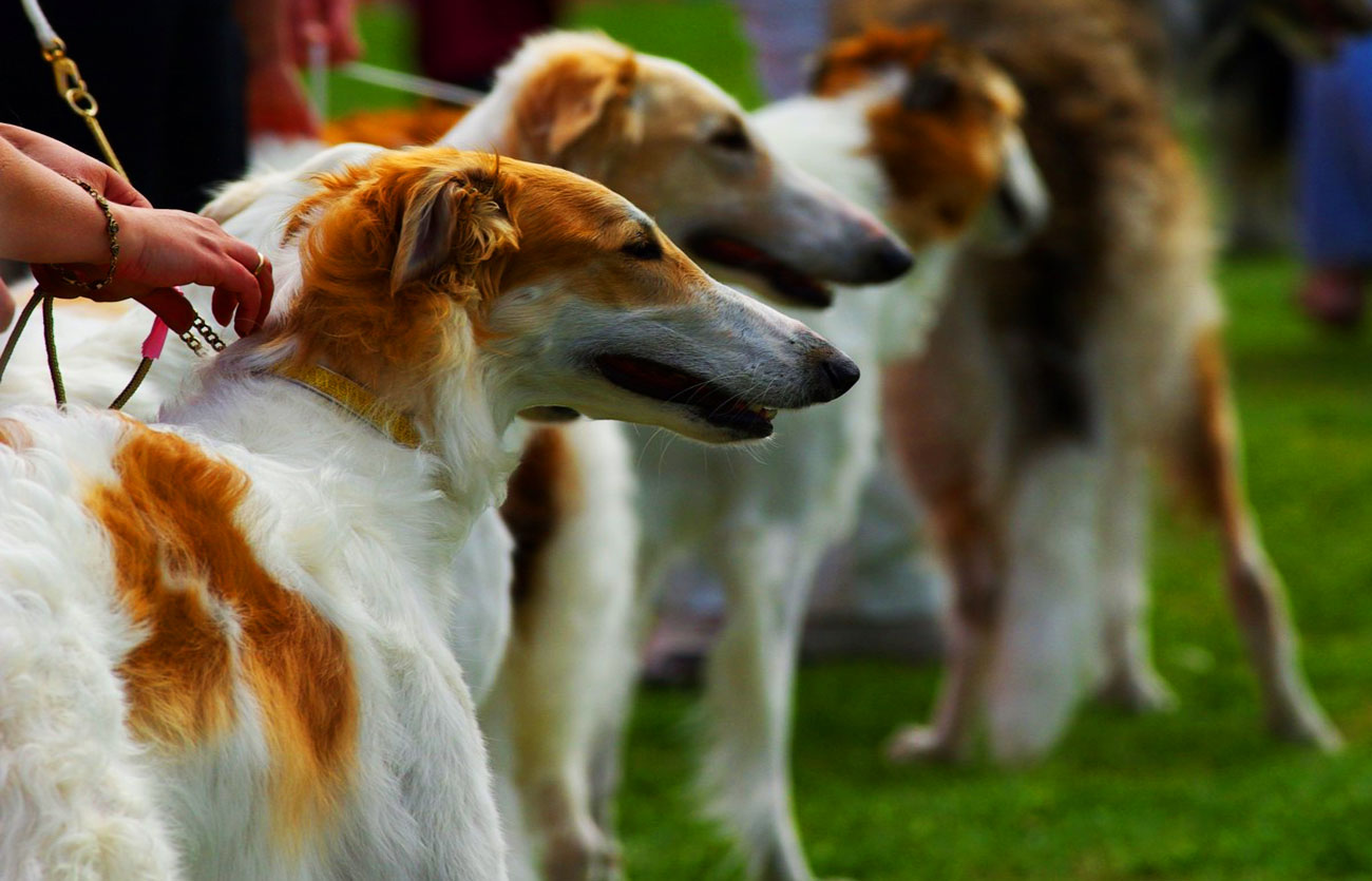 Enfermedades y esperanza de vida de un Borzoi