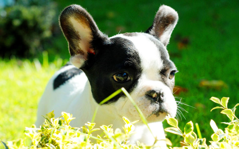 El pelaje de un perro Boston terrier