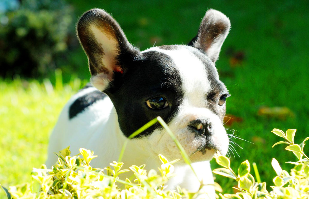 El pelaje de un perro Boston terrier