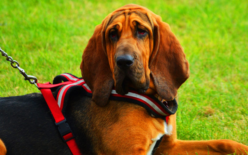 Enfermedades y esperanza de vida de un Perro de San Huberto