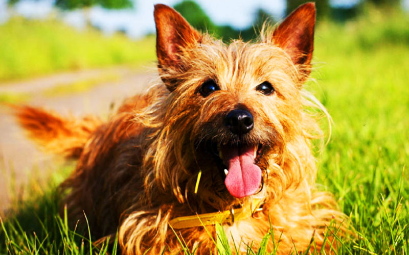 Enfermedades y esperanza de vida de un Terrier de Australia