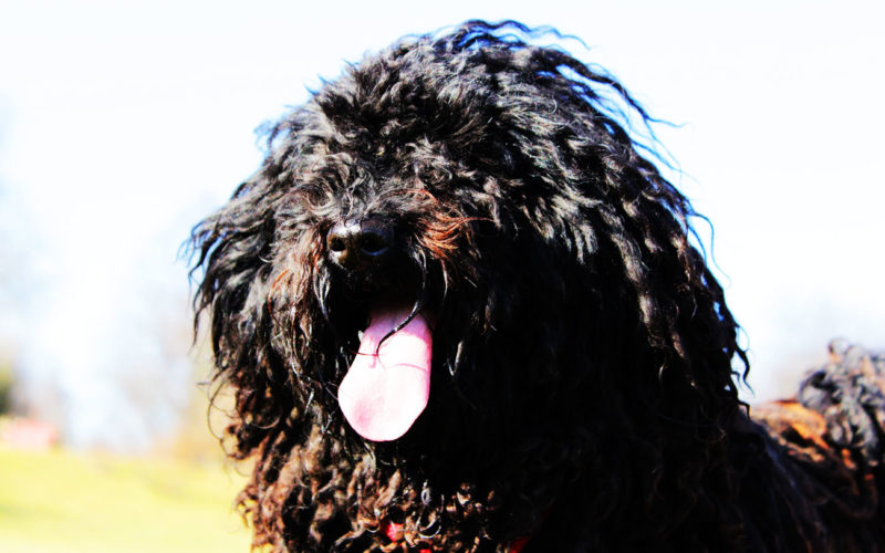 Enfermedades y esperanza de vida de un Terrier ruso negro