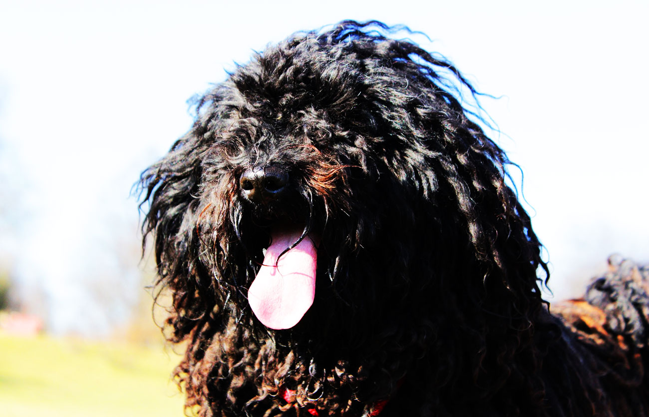 Enfermedades y esperanza de vida de un Terrier ruso negro