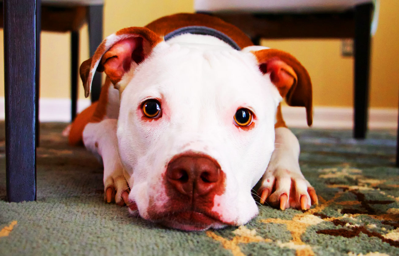 Enfermedades y esperanza de vida de un bull terrier