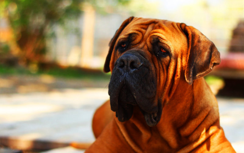 Enfermedades y esperanza de vida de un bullmastiff