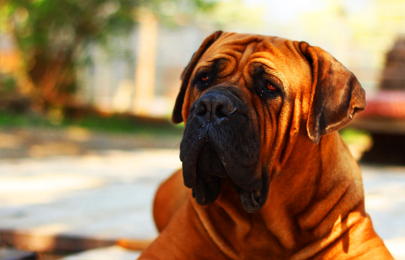 Enfermedades y esperanza de vida de un bullmastiff