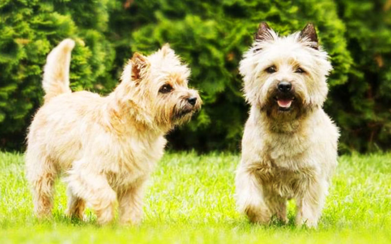 Enfermedades y esperanza de vida de un cairn terrier