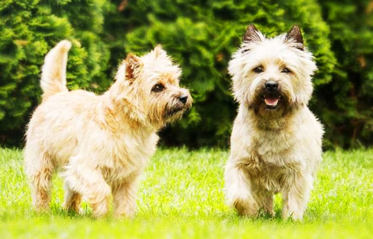 Enfermedades y esperanza de vida de un cairn terrier