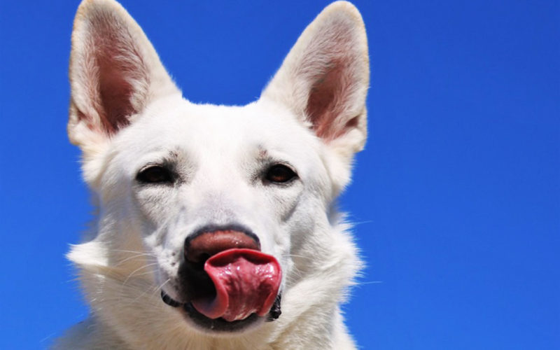 Enfermedades y esperanza de vida de un perro de Canaán