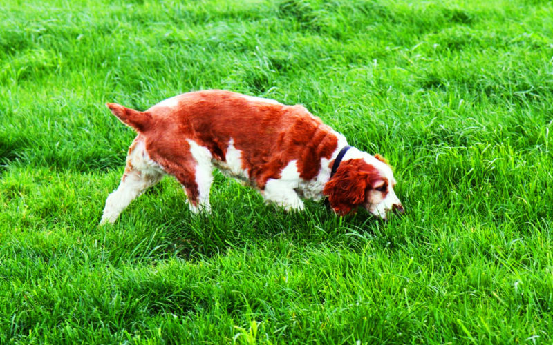 Enfermedades y esperanza de vida de un spaniel bretón