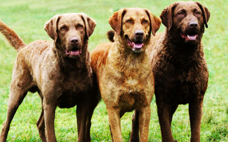 El pelaje de un perro retriever de Chesapeake