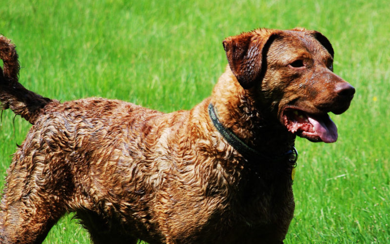 Enfermedades y esperanza de vida de un retriever de Chesapeake