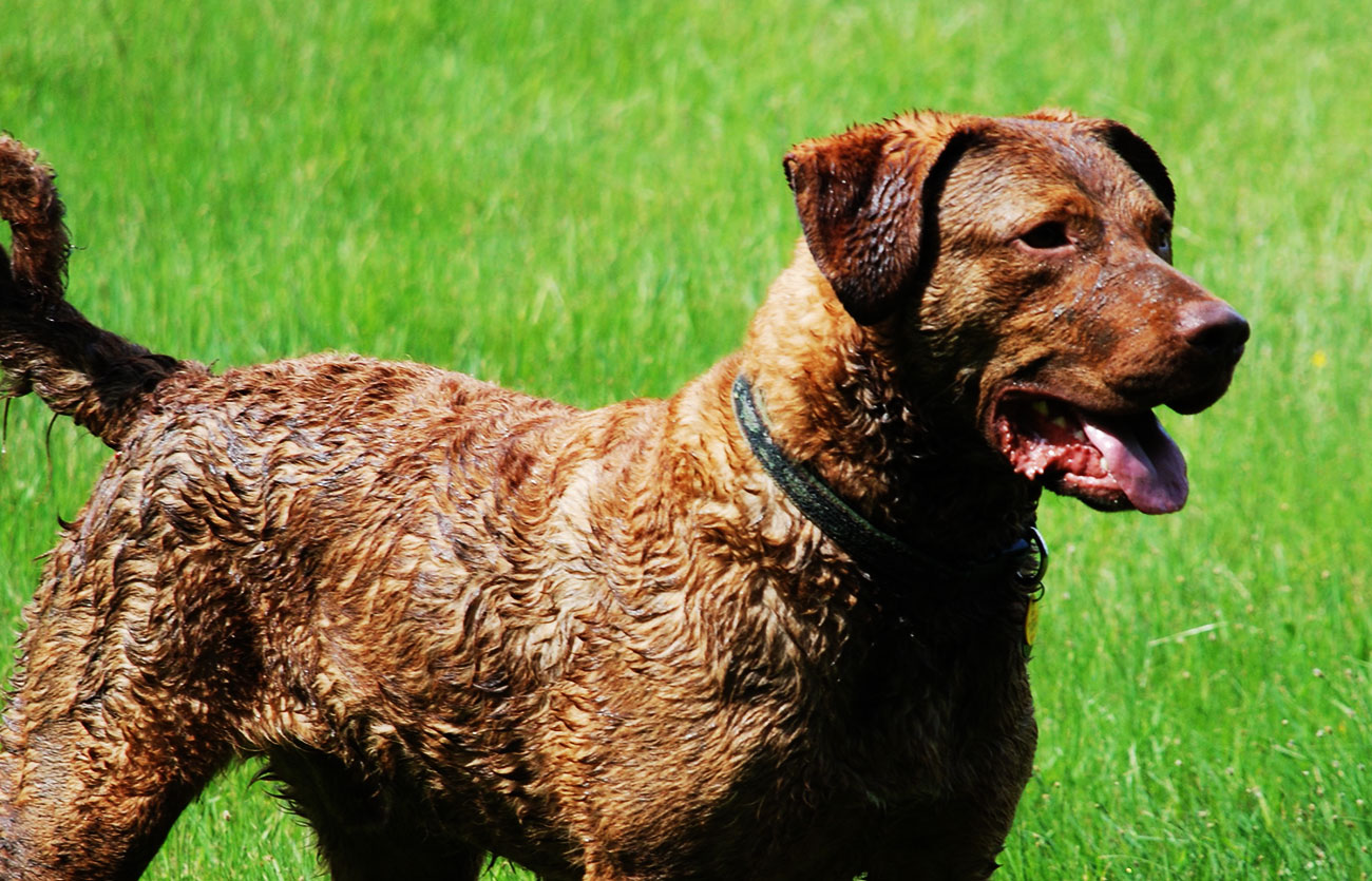 Enfermedades y esperanza de vida de un retriever de Chesapeake