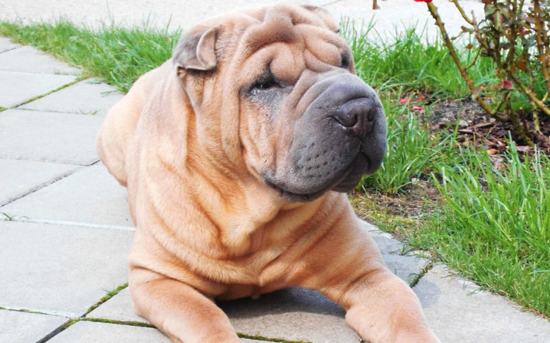 El pelaje de un perro shar pei